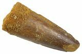 Juvenile Fossil Spinosaurus Tooth - Real Dinosaur Tooth #345880-1